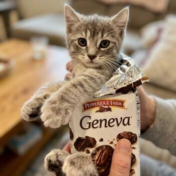 Geneva -  Domestic Short Hair Cat Available for Adoption - Geneva | PetCurious