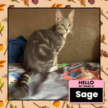 Rescue Domestic Medium Hair Cats for Adoption in Marble Cliff, Ohio - Sage | PetCurious