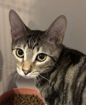 Sir Winston -  Domestic Short Hair Cat for Adoption in Phoenix, Arizona - Sir Winston | PetCurious