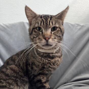 Domestic Short Hair Cats Available for Adoption in Brea, California - Cherokee | PetCurious
