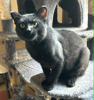 Castle -  Domestic Short Hair Cat for Adoption in Anchorage, Alaska - Castle | PetCurious