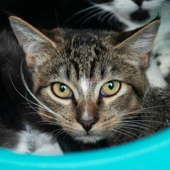 Parallelogram -  Domestic Short Hair Cat for Adoption in Middletown, Rhode Island - Parallelogram | PetCurious
