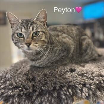 Domestic Short Hair Cats Available for Adoption - Peyton | PetCurious