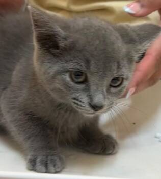 Domestic Short Hair Cats Available for Adoption in Elizabethton, Tennessee - Jello | PetCurious