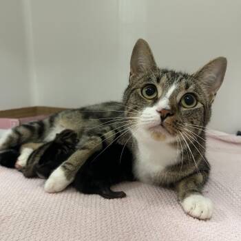 Moonlight -  Domestic Short Hair Cat for Adoption in Charleston, West Virginia - Moonlight | PetCurious