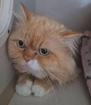 Persian Cats Available for Adoption in Chappell, Nebraska - Quincy | PetCurious