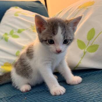 Tamarack -  Domestic Short Hair Cat for Adoption in Franklin, Tennessee - Tamarack | PetCurious