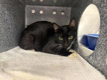 Honey Pot -  Domestic Short Hair Cat for Adoption in Daytona Beach, Florida - Honey Pot | PetCurious