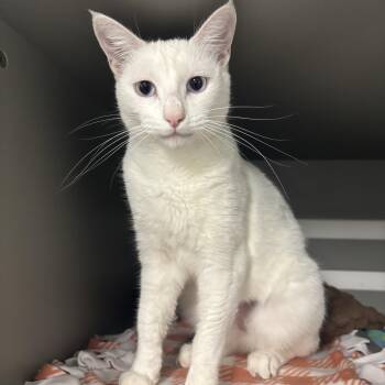 Annie -  Domestic Short Hair Cat for Adoption in Renton, Washington - Annie | PetCurious