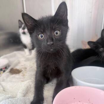 Grouper -  Domestic Short Hair Cat for Adoption in Jupiter, Florida - Grouper | PetCurious