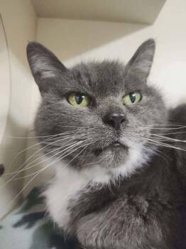 Domestic Long Hair and Domestic Short Hair Cats Available for Adoption - Misty | PetCurious