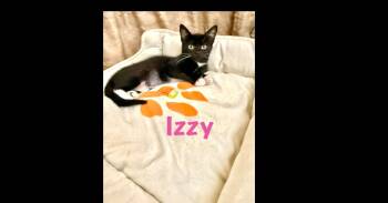 Izzy -  Domestic Short Hair Cat for Adoption in Ruskin, Florida - Izzy | PetCurious