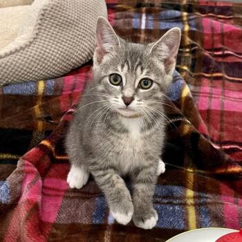 Moe -  Domestic Short Hair Cat for Adoption in Fairmont, West Virginia - Moe | PetCurious