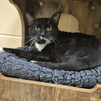 Domestic Short Hair Cats Available for Adoption in Schertz, Texas - Shelob | PetCurious