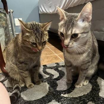 Pepper (& Salt) - Bonded Pair -  Domestic Short Hair Cat for Adoption in Oak Park, Illinois - Pepper (& Salt) - Bonded Pair | PetCurious