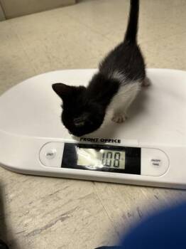 Rescue Domestic Short Hair Cats for Adoption in Stockton, California - HANS | PetCurious