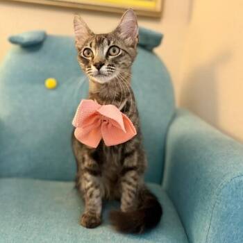 Dixie Sparkle -  Tabby and Domestic Short Hair Cat for Adoption in Friendswood, Texas - Dixie Sparkle | PetCurious