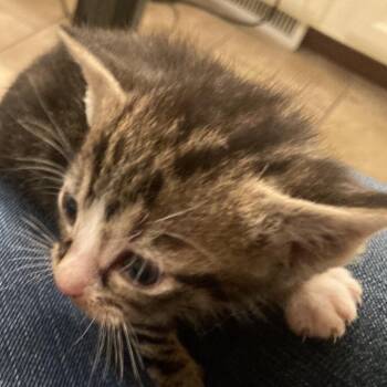 Domestic Short Hair Cats Available for Adoption - Raccoon | PetCurious