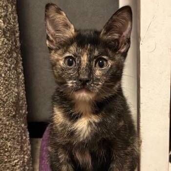 Domestic Short Hair and Tortoiseshell Cats Available for Adoption - Latte VanDeusen | PetCurious