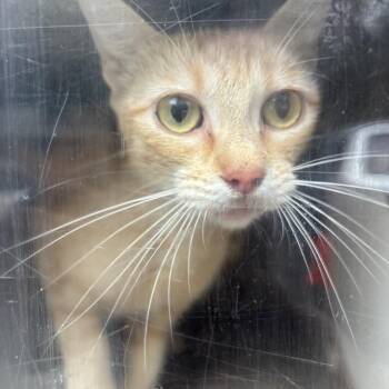 Paige -  Domestic Short Hair Cat for Adoption in Birmingham, Alabama - Paige | PetCurious