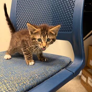 Domestic Short Hair Cats Available for Adoption in Englewood, Florida - Mazie | PetCurious