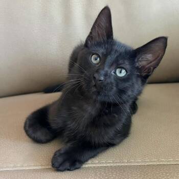 Freddy -  Domestic Long Hair Cat for Adoption in Columbiana, Alabama - Freddy | PetCurious