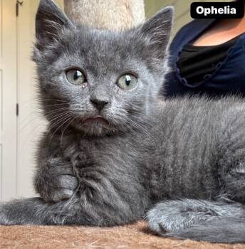 Rescue Domestic Short Hair Cats for Adoption in Johnson City, Tennessee - Ophelia | PetCurious
