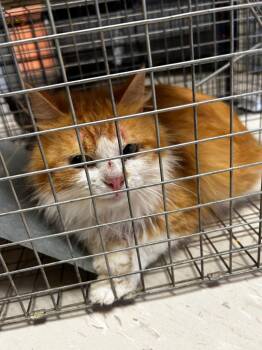 Domestic Short Hair Cats Available for Adoption in Morgantown, Kentucky - Abbott Cat 19 | PetCurious