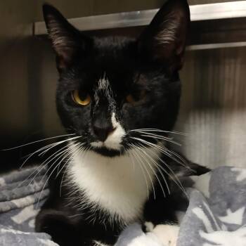 Rescue Domestic Short Hair Cats for Adoption in Richmond, Indiana - Bandit | PetCurious