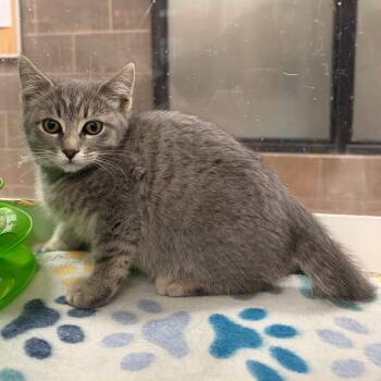 Aster -  Domestic Short Hair Cat for Adoption in Cheyenne, Wyoming - Aster | PetCurious