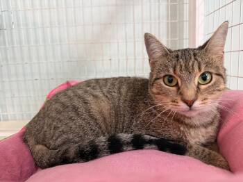 Fifa -  Domestic Short Hair Cat for Adoption in Kingsland, Georgia - Fifa | PetCurious