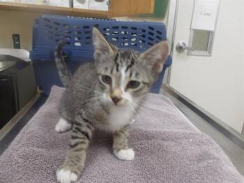 Domestic Medium Hair Cats Available for Adoption in Santa Rosa, California - CHRIS | PetCurious