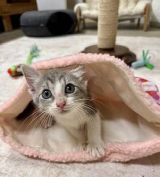 Mochi (pre adopt) -  Domestic Short Hair Cat for Adoption in Fort Worth, Texas - Mochi (pre Adopt) | PetCurious