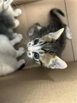 GORGONZOLA -  Domestic Short Hair Cat for Adoption in San Antonio, Texas - GORGONZOLA | PetCurious