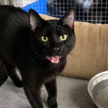 Scratch -  Domestic Short Hair Cat for Adoption in Wichita, Kansas - Scratch | PetCurious