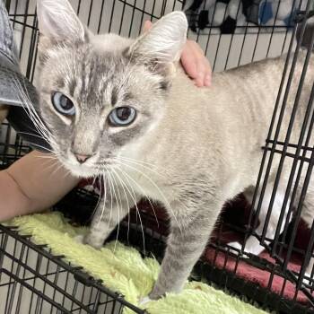 Rescue Siamese Cats for Adoption in Stanwood, Washington - Cashmere | PetCurious
