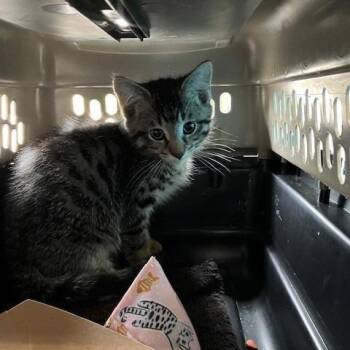 Skuby - Chow Hound Northland -  Domestic Short Hair Cat for Adoption in Grand Rapids, Michigan - Skuby - Chow Hound Northland | PetCurious