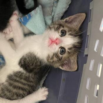 Charleston -  Domestic Short Hair Cat for Adoption in Chaska, Minnesota - Charleston | PetCurious