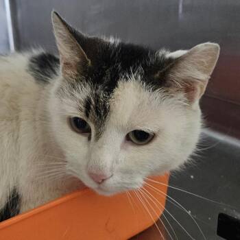 Domestic Short Hair Cats Available for Adoption in Eagle Mountain, Utah - Bianca/Mama Nahalewski | PetCurious
