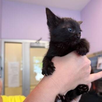 Swiss Roll -  Domestic Short Hair Cat for Adoption in Madisonville, Tennessee - Swiss Roll | PetCurious