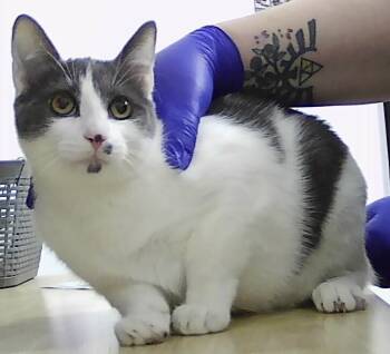 Rescue Domestic Short Hair Cats for Adoption in Dayton, Minnesota - Brisa | PetCurious