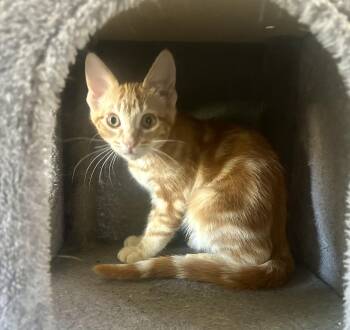 Saffron -  Domestic Short Hair Cat Available for Adoption in Prescott, Arizona - Saffron | PetCurious