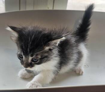 Jo -  Domestic Medium Hair Cat for Adoption in Cleveland, Tennessee - Jo | PetCurious
