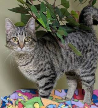 Sammy -  Domestic Short Hair Cat for Adoption in Hastings, Nebraska - Sammy | PetCurious