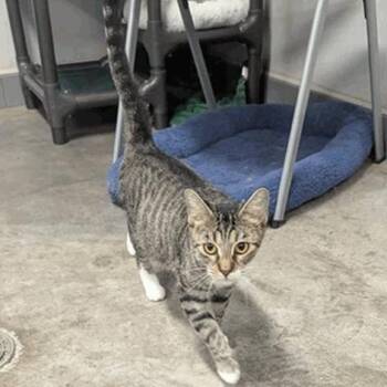 Darlin -  Domestic Short Hair Cat for Adoption in New York, New York - Darlin | PetCurious