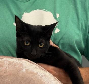 Melody -  Domestic Short Hair Cat for Adoption in Slidell, Louisiana - Melody | PetCurious