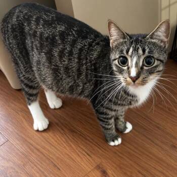 Rosemary -  Tabby and Manx Cat for Adoption in Edmond, Oklahoma - Rosemary | PetCurious