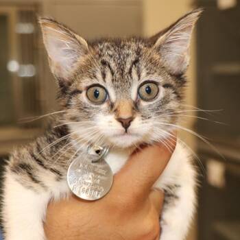 Brooke -  Domestic Short Hair Cat for Adoption in Port Washington, New York - Brooke | PetCurious