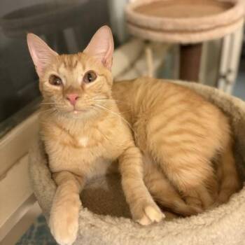 Phobo -  Domestic Short Hair Cat for Adoption in Minneapolis, Minnesota - Phobo | PetCurious