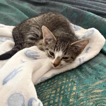 Sophie -  Domestic Short Hair Cat for Adoption in Buffalo, Minnesota - Sophie | PetCurious